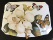 Flowers 1p