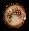 Acorns2h